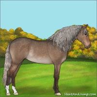 Horse Color:Silver Brown Dun Rabicano 