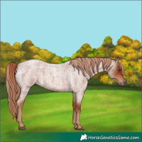 Horse Color:Red Roan 