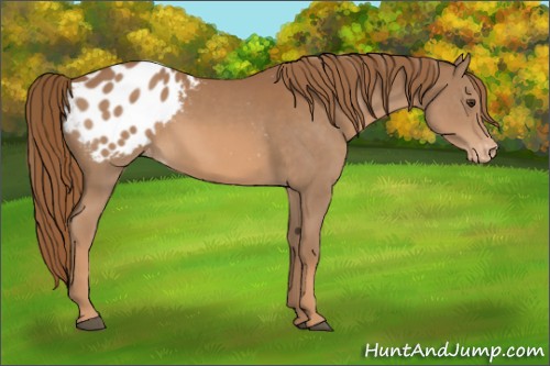 Horse Color:Chestnut Blanket 