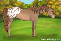 Horse Color:Chestnut Appaloosa 