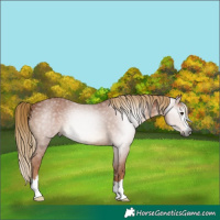 Horse Color:Gray Chestnut 