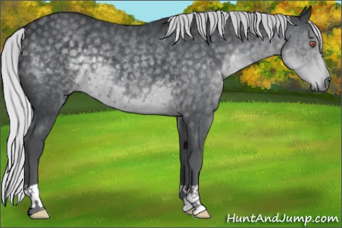 Horse Color:Silver Black Chinchilla 