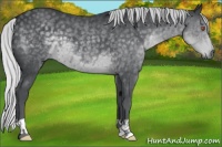 Horse Color:Silver Black Chinchilla 