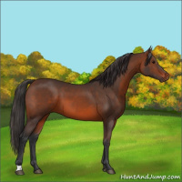 Horse Color:Brown 