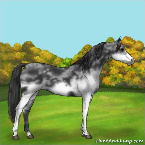 Horse Color:White Spotted Black Frame