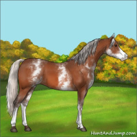 Horse Color:White Spotted Silver Bay 