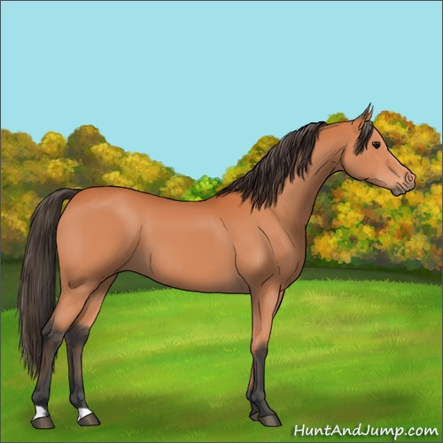 Horse Color:Bay 