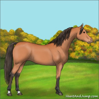 Horse Color:Bay 