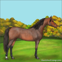 Horse Color:Bay Roan 