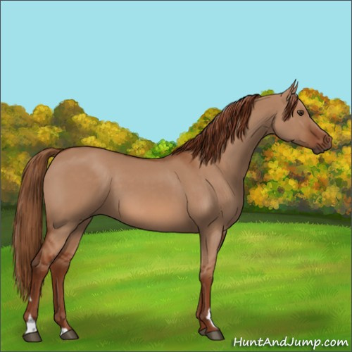 Horse Color:Red Dun