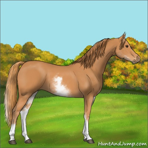 Horse Color:White Spotted Chestnut 