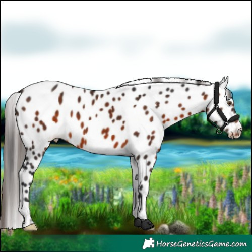 Horse Color:Brown Appaloosa 
