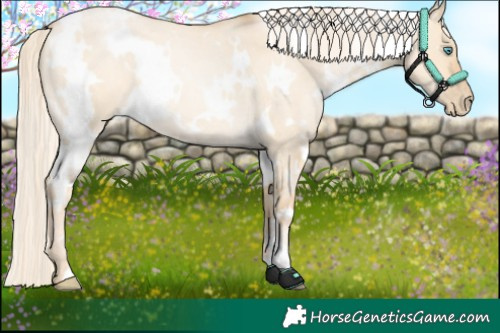 Horse Color:White Spotted Palomino Roan Pearl Dun 