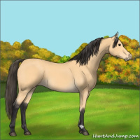 Horse Color:Buckskin 