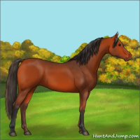Horse Color:Bay 