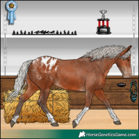 Horse Color:Silver Bay Tobiano Appaloosa 
