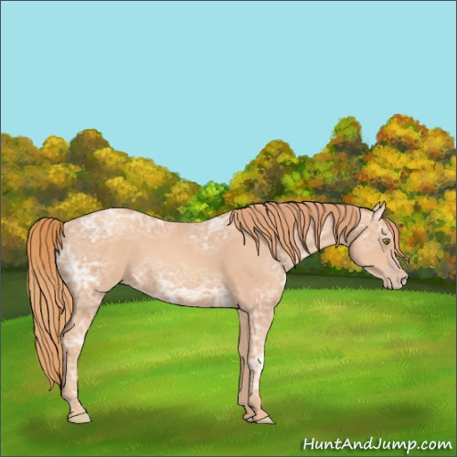 Horse Color:Gold Champagne Ice 