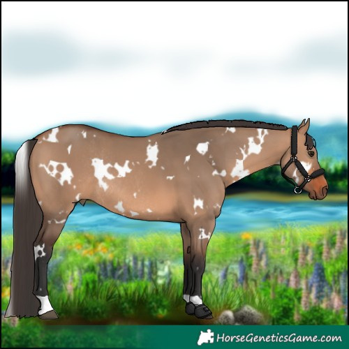 Horse Color:White Spotted Bay Dun Rabicano