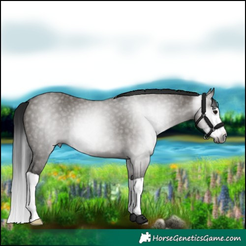 Horse Color:Gray Grullo Splash