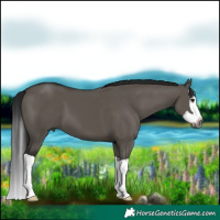 Horse Color:Gray Grullo Splash 