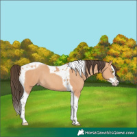 Horse Color:Amber Champagne Splash Tobiano Rabicano 