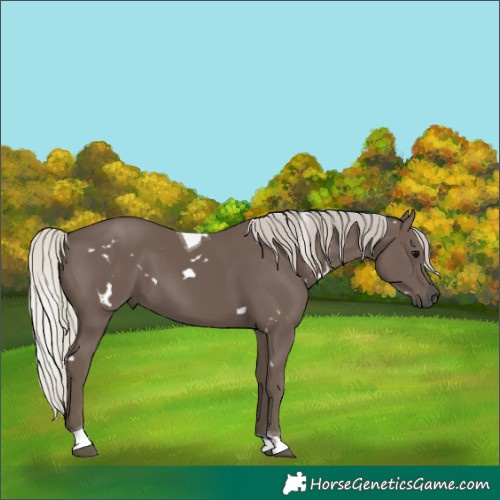 Horse Color:White Spotted Silver Black Tobiano