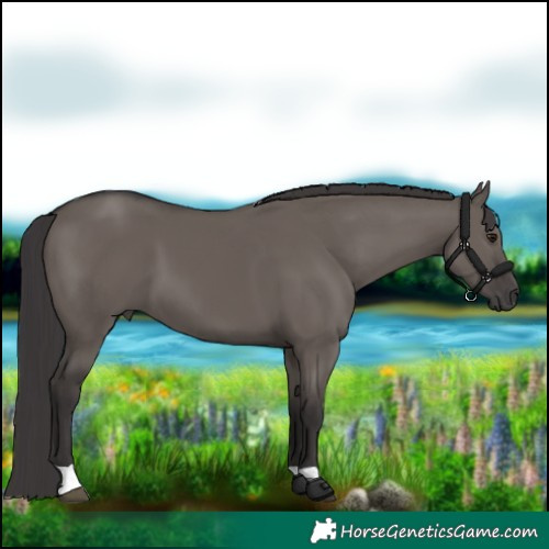 Horse Color:Smoky Grullo