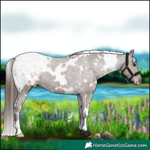 Horse Color:White Spotted Liver Chestnut Appaloosa 