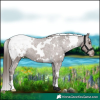 Horse Color:White Spotted Liver Chestnut Appaloosa