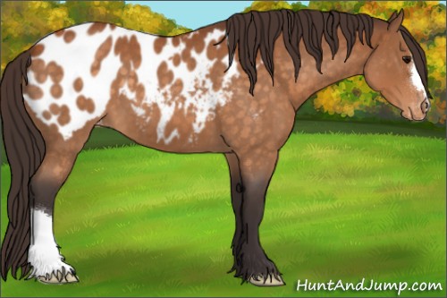Horse Color:Buckskin Roan Appaloosa 