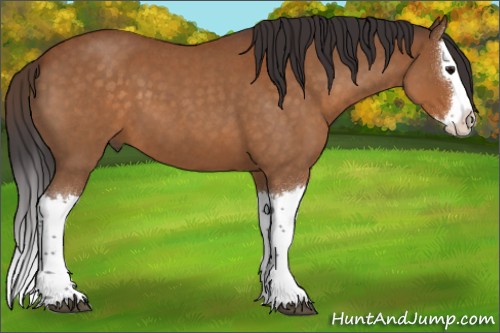 Horse Color:Buckskin Roan Splash 