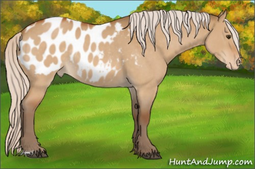 Horse Color:Silver Buckskin Roan Dun Appaloosa Rabicano 