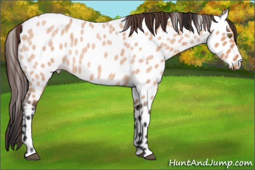 Horse Color:Brown Roan Dun Appaloosa 