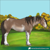 Horse Color:White Spotted Liver Red Dun Tobiano