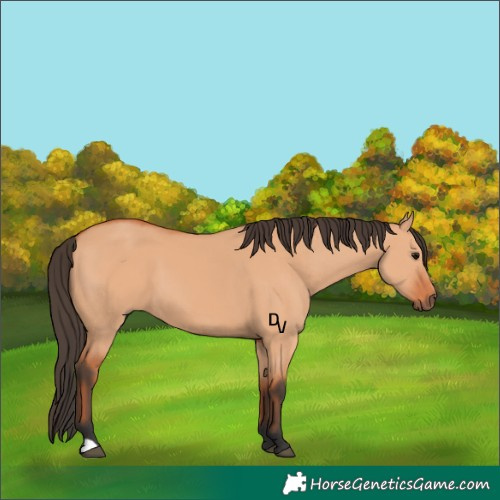 Horse Color:Bay Dun 