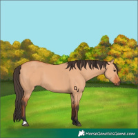 Horse Color:Bay Dun 