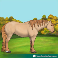 Horse Color:Red Dun