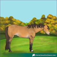 Horse Color:Buckskin 
