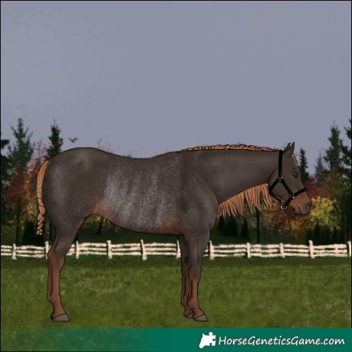Horse Color:Liver Chestnut Rabicano 