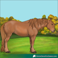 Horse Color:Chestnut 