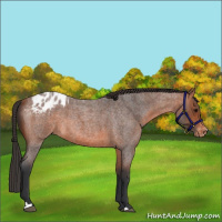 Horse Color:Bay Roan Appaloosa