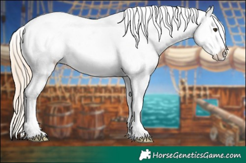 Horse Color:Chocolate Palomino Sabino Appaloosa 