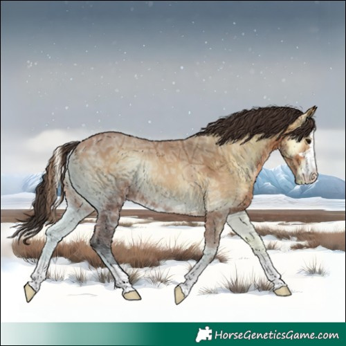 Horse Color:Bay Ice Onyx 