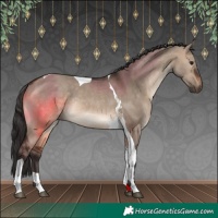 Horse Color:Brown Dun Tobiano Rabicano 