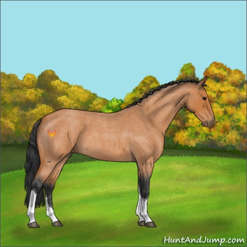 Horse Color:Unknown 