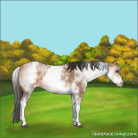 Horse Color:White Spotted Bay Dun Rabicano  and White Spotted Bay Dun Rabicano 
