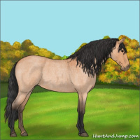Horse Color:Bay Roan 
