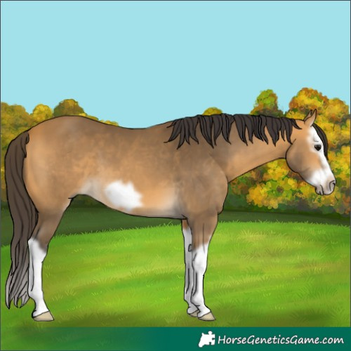 Horse Color:Buckskin Splash Frame 