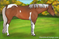 Horse Color:Silver Bay Tobiano 