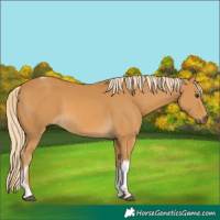 Horse Color:Palomino Tobiano 